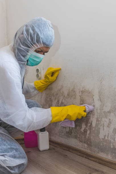 Mold Documentation for Insurance Claims in Vidor, TX