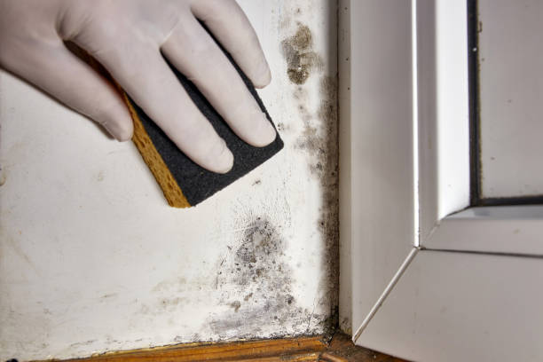 Professional Mold Removal in Vidor, TX